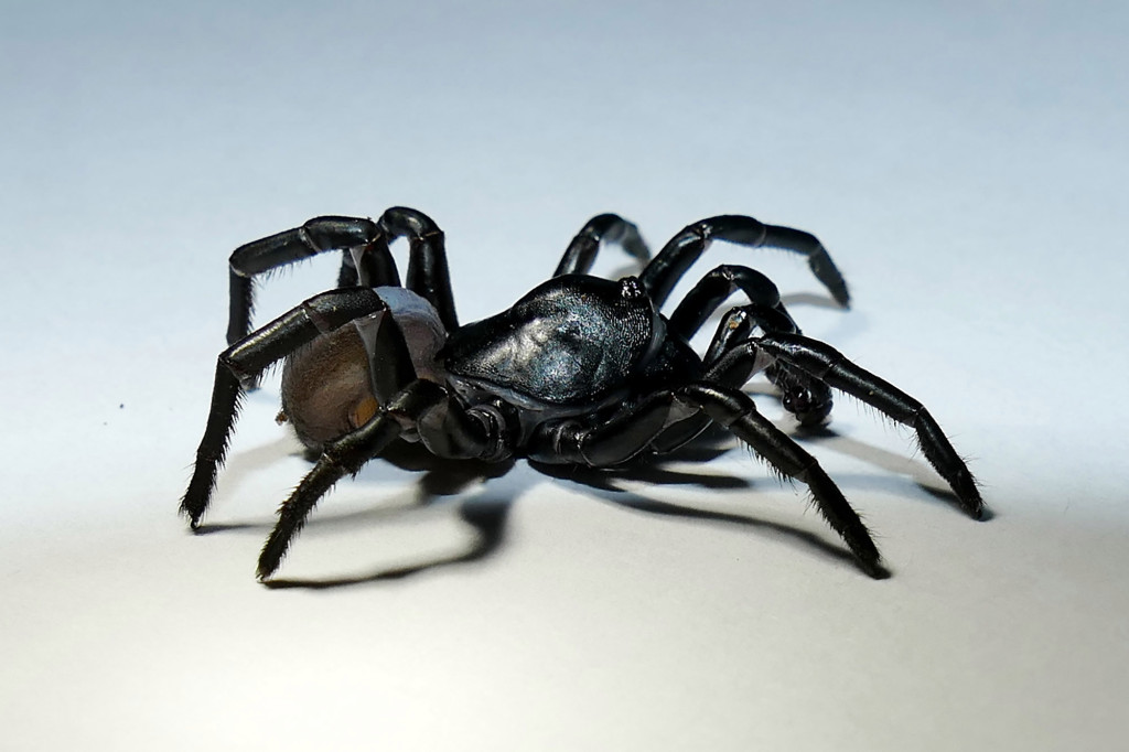 Miami zoo discovers new venomous tarantula species