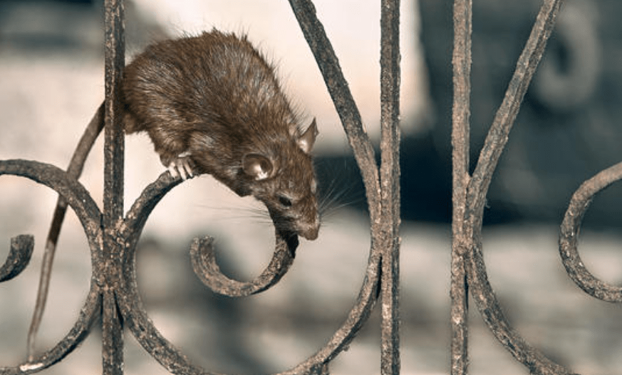 DC (#4), Baltimore (#6), Norfolk (#27) and Richmond (#28) rank among the top 50 ‘rattiest’ cities in the&nbsp;US